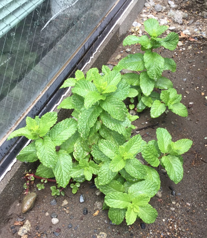 『身近な薬用ハーブ　ミント』